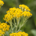 Helichrysum