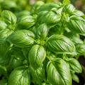 Basil