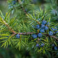 Juniper